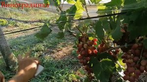 Виноград Зоренька 2021г