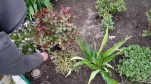 РОЗЫ. Супер удобрение и мульча для  обильного цветения.