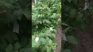 Малина ремонтантная Недосягаемая