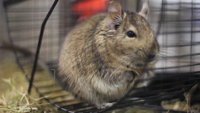 Pets and Pastimes The Reptile & Exotic Pet Centre | Stoke-On-Trent смотреть онлайн