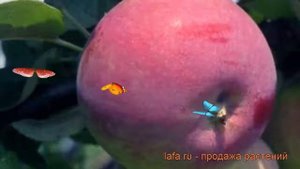 Яблоня обыкновенная Фармел (malus) ? яблоня Фармел обзор: как сажать саженцы яблони Фармел