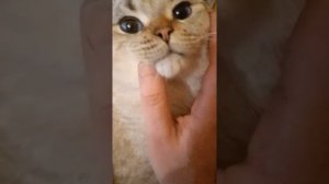 Кот на вязку, Афегеный Британская шиншилла Арэнда