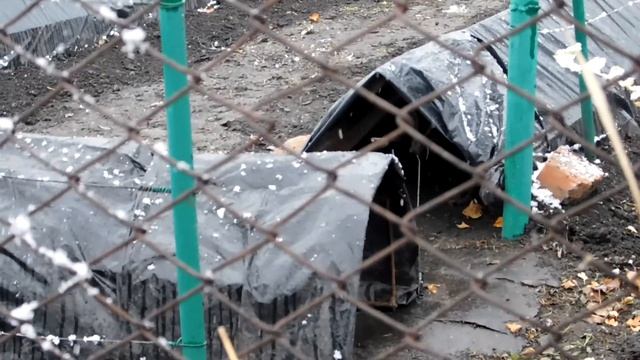 Хранение Саженцев Маракуйи Зимой