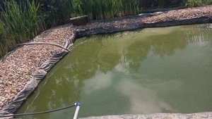 КАК БЫСТРО И БЕСПЛАТНО НАПОЛНИТЬ ПРУД ВОДОЙ. БИОПЛАТО. ВОДНЫЕ РАСТЕНИЯ. ЭКО ПРУД. ОЧИСТКА ПРУДА. ЗО