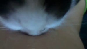 Сасок и кот