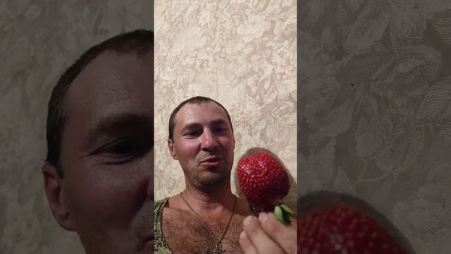 Клубника гигант мини обзор ?   #Клубника #strawberries  #ранний сорт клубники