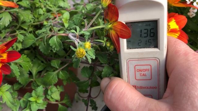 ЧТО ТАКОЕ ЕСИ? КАКАЯ ВОДА ПОДХОДИТ ДЛЯ ПОЛИВА? КАК ОНО ПОМОЖЕТ ПРИ ВЫРАЩИВАНИИ РАССАДЫ?