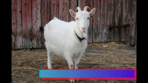 уход за козами в домашних условиях