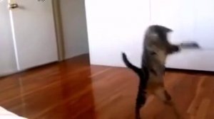 Кот ходит на задних лапах как человек