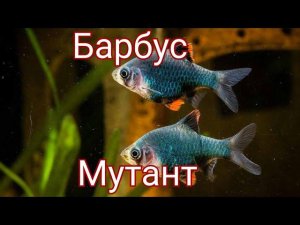Барбус мутант. Содержание , уход, разведение, кормление.