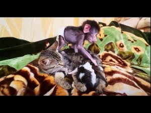 Люська ОТЖАЛА себе у Шанели и кота и котят