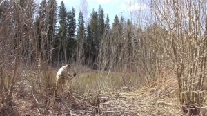 Испытание саперной лопатки в качестве мачете.