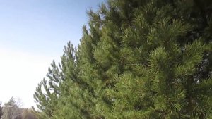 Н. М. Языков "Мой друг! Что может быть милей Бесценного родного края..."