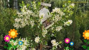 Экзохорда крупноцветковая Лотус Мун. Краткий обзор, описание exochorda macrantha Lotus Moon