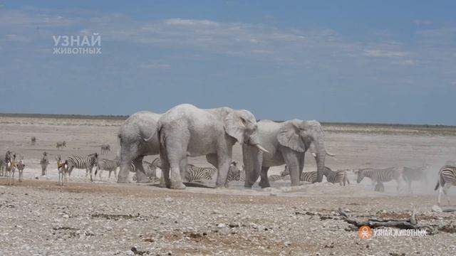 Белые слоны — призраки в национальном парке Намибии смотреть онлайн