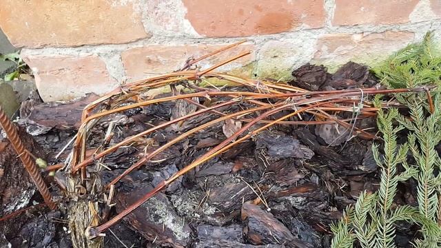Самый простой способ укрытия на зиму для клематисов  3 группы обрезки . Clematis .