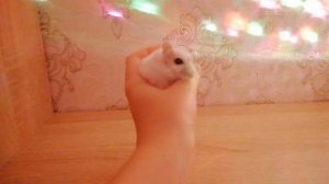 Хомская дискотека. Дискотека для Хомяка Снежка ч 4 |Хомяк Снежок Diskoteka