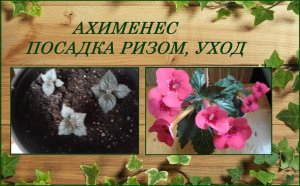 Ахименесы посадка ризом и дальнейший уход