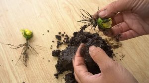 How to growing yellow roses from flower buds | Propagate roses in a way not everyone knows