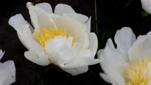 Lactiflora Cheddar Gold | R2 Flowers BV | Peonies