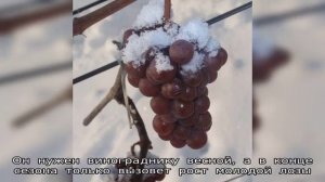 Закрываем сезон — осенняя подкормка винограда в зиму
