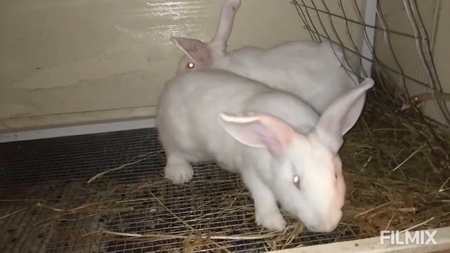 кролик белый Паннон смотреть онлайн