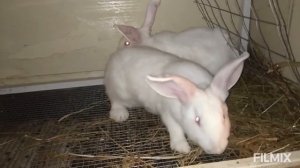 кролик белый Паннон