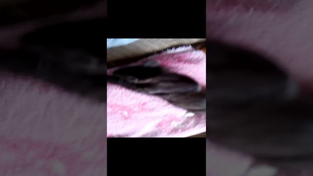 VID_20220803_160701.mp4