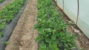 Клубника только в перед! выбор пленки которой я накрываю теплыцы, обзор конструкции моих балаганов