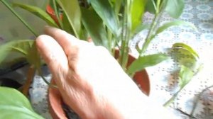 Спатифиллум или Женское счастье обрезка старых листьев. Омоложение.