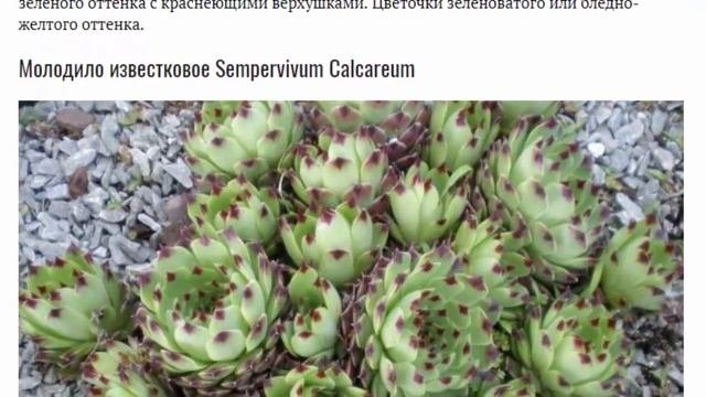 Посадка и уход за молодилом в открытом грунте Выращивание из семян Зимовка Фото видов
