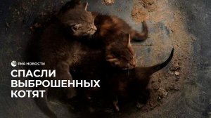 Спасли выброшенных в мусор котят