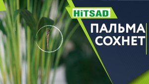 Почему ЧЕРНЕЮТ ЛИСТЬЯ у пальмы комнатной ✔️ Уход за пальмой Дома