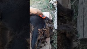 Стрижка овец машинкой EWE 3000