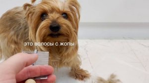 СДЕЛАЛ МЫЛО ИЗ ЗЛОГО ПСА !