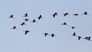 Сергей Плешак. ~70 хоров поют Улетели журавли // ~70 choirs sing The cranes have flown away