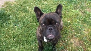 Обучение французского бульдога (самые простые команды)