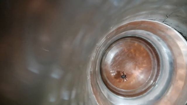 Клещ у собаки в ухе, что делать? смотреть онлайн