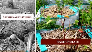 НАША АЛТАЙСКАЯ ГОЛУБИКА ЗАМЕРЗЛА