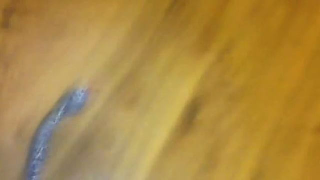 обзор на змею игрушку :-} смотреть онлайн