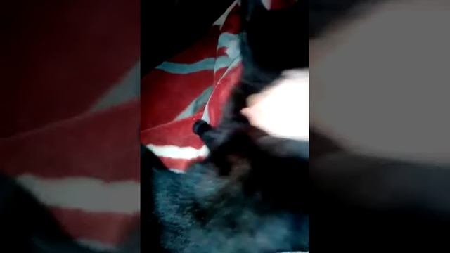 Дарий R - Как удовлетворить своего кота? Как доставить удовольствие коту? Помочь коту расслабиться.