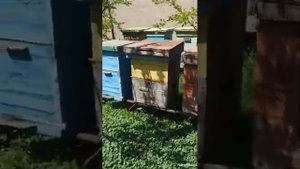 Размножение пчёл! Вывод маток ?