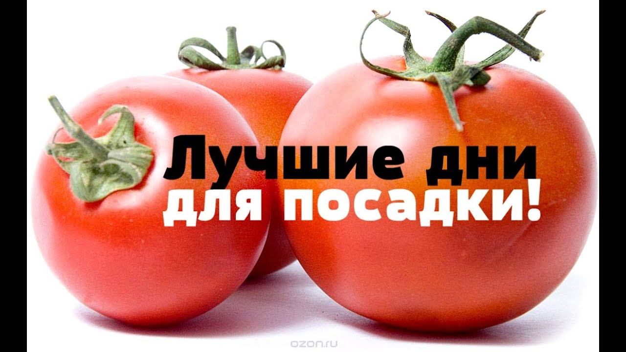 Благоприятные дни для посадки помидор на рассаду в 2019 году! Когда сажать томаты на рассаду?