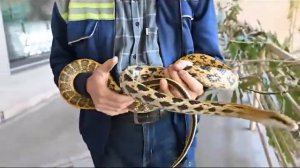 тонкохвостый лазающий полоз?