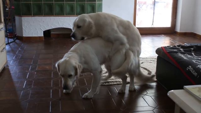 Deckakt Nelly und Cito смотреть онлайн