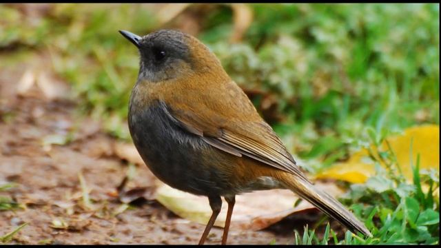 Birdsong, Nightingales Song, Nature Sounds смотреть онлайн