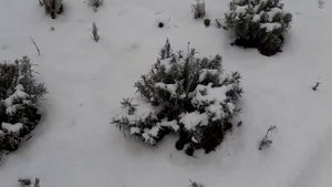 Укрытие теплолюбивых растений на зиму