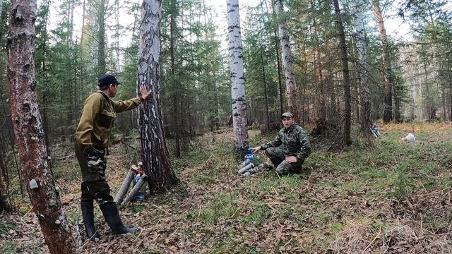 СИБИРСКАЯ ДЕРЕВНЯ. СБОР БЕРЕЗОВОГО СОКА.