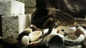 Мраморный рак ест рыбу?