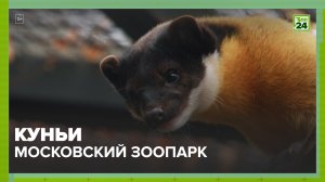 Куньи | Московский зоопарк | ЗОО 24